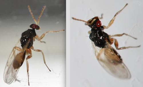 Réf. 298 362 : Euplectrus sp.